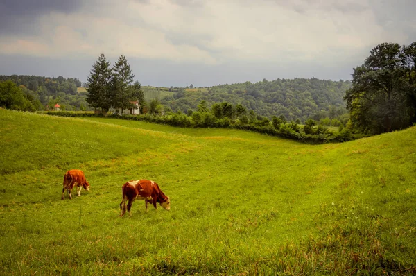 Terras Agrícolas Verão Paisagem Rural Com Vacas Campos — Fotografia de Stock