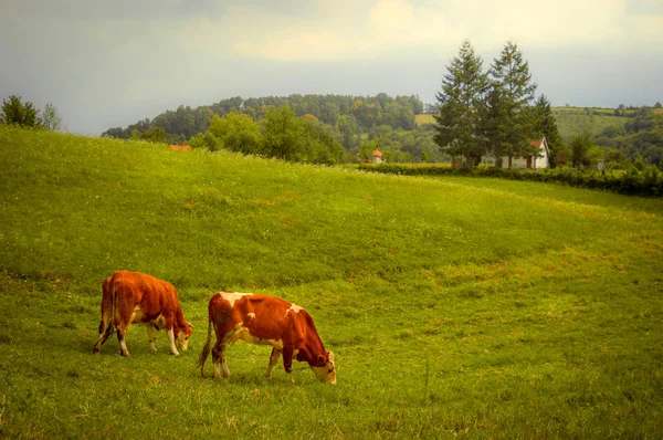 Paisagem Rural Vacas Campo Terras Agrícolas Verão — Fotografia de Stock