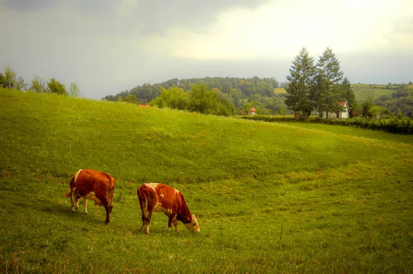 Duas Vacas Vermelhas Pastagem Paisagem Rural Céu Dramático — Fotografia de Stock