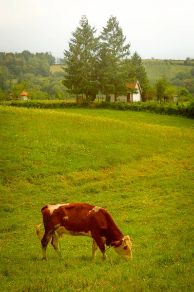 Red cow. Village landscape. Summer meadow. Farmland.