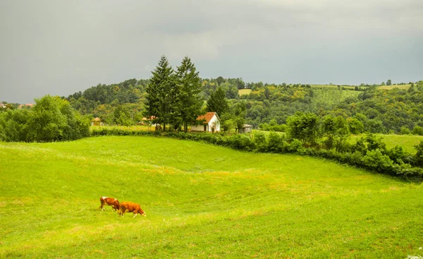 Sığır Alanında Avrupa Nın Çiftliği Kırmızı Inekler Otlatma — Stok fotoğraf