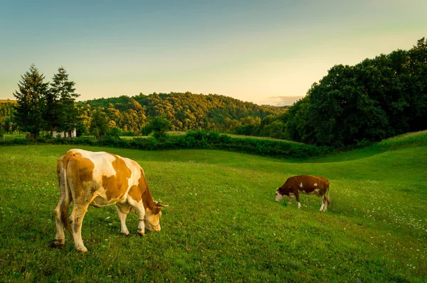 Pastoreio Gado Livre Prado Verão Aldeia Duas Vacas — Fotografia de Stock