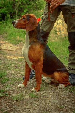 Sırp üç renkli tazı. Erkek av köpeği.