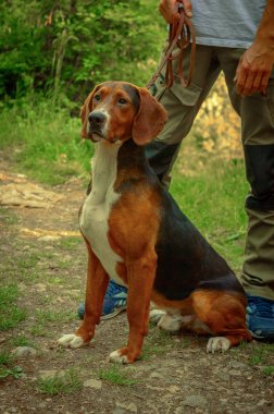 Sırp üç renkli tazı. Erkek av köpeği.