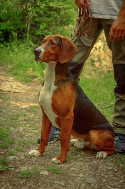 Sırp üç renkli tazı. Erkek av köpeği. Safkan köpek.