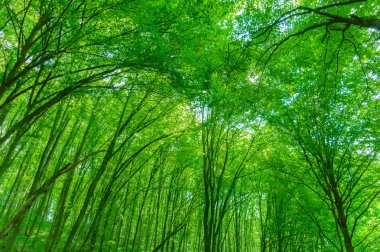 Yaz günü orman. Sırbistan 'da dağ bölgesi.