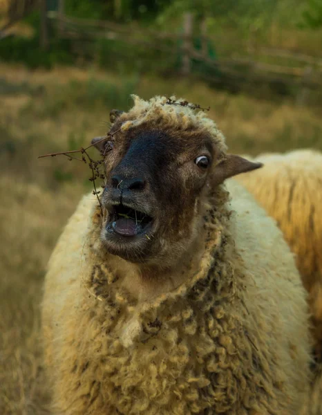 Schafskopf Aus Nächster Nähe Nutztiere Sommersaison — Stockfoto