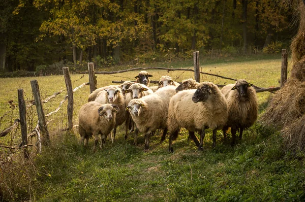 Animali Fattoria Gregge Pecore Stagione Autunnale Villaggio Serbia Paesaggio Europeo — Foto Stock