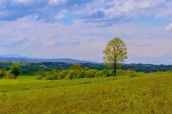 Árvore Carvalho Solitário Fazenda Sérvia Europa Início Primavera — Fotografia de Stock