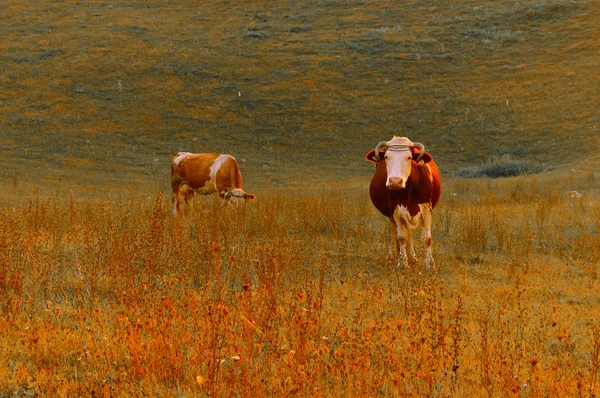 Cow Meadow Farm Animals Outdoor Village Countryside Summer — Stock Photo, Image