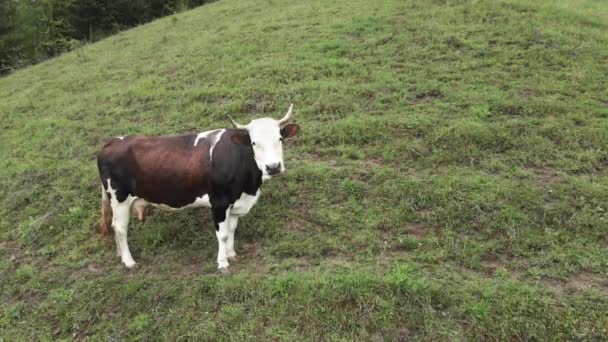 山の中の牛。カルパチア人。ウクライナだ。空中. — ストック動画