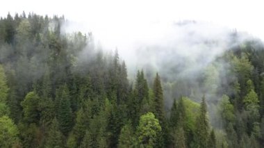 Dağlarda sis var. Karpat Dağları. Ukrayna. Havadan.