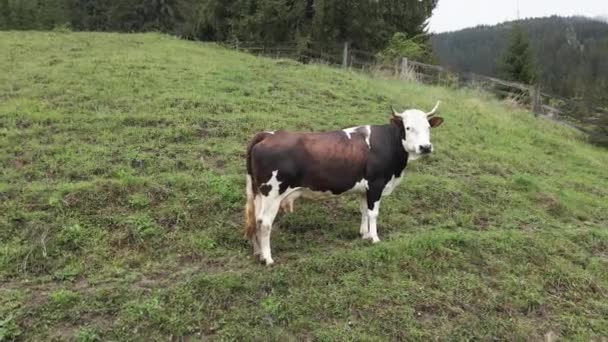 Una vaca en las montañas. Cárpatos. Ucrania. Antena . — Vídeos de Stock