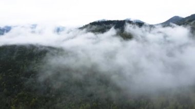 Dağlarda sis var. Karpat Dağları. Ukrayna. Havadan.
