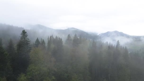 Fog in the mountains. Carpathian mountains. Ukraine. Aerial. — Stock Video