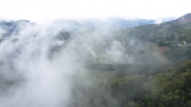Dağlarda sis var. Karpat Dağları. Ukrayna. Havadan.