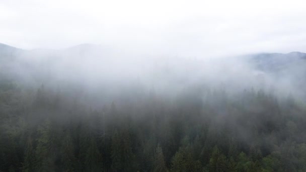Ομίχλη στα βουνά. Καρπάθια βουνά. Ουκρανία. Αεροσκάφος. — Αρχείο Βίντεο