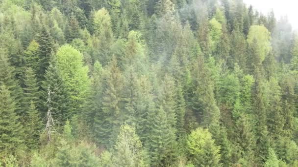 スプルースの森。カルパチア山脈。ウクライナだ。空中. — ストック動画