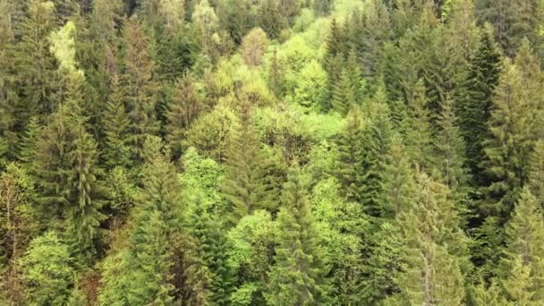 Spruce Ormanı. Karpat Dağları. Ukrayna. Havadan. — Stok video