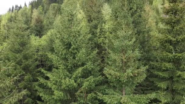 Spruce forest. Carpathian mountains. Ukraine. Aerial. — Stock Video