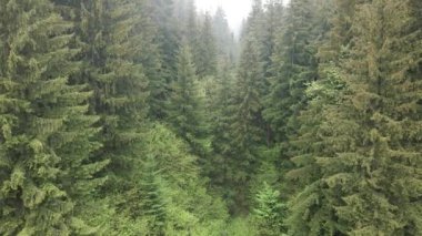 Spruce Ormanı. Karpat Dağları. Ukrayna. Havadan.