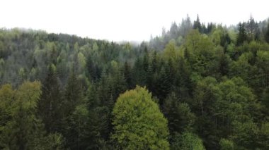 Spruce Ormanı. Karpat Dağları. Ukrayna. Havadan.