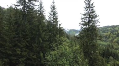 Spruce Ormanı. Karpat Dağları. Ukrayna. Havadan.