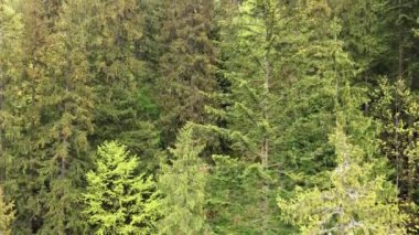 Spruce Ormanı. Karpat Dağları. Ukrayna. Havadan.