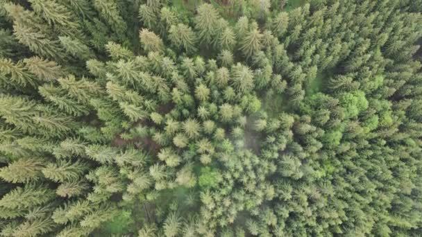 Een sparrenbos. Karpaten. Oekraïne. Luchtfoto. — Stockvideo