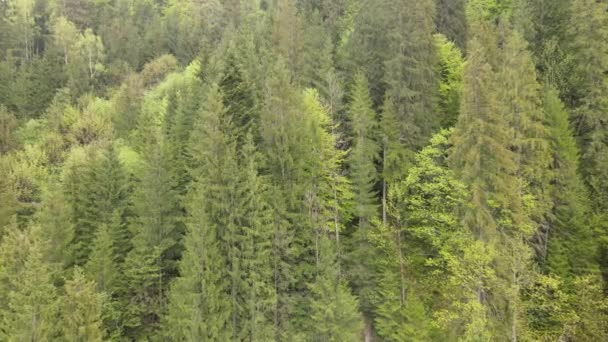 Forêt d'épinettes. Les montagnes des Carpates. Ukraine. Aérien . — Video