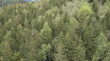 Spruce Ormanı. Karpat Dağları. Ukrayna. Havadan.