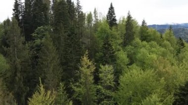 Spruce Ormanı. Karpat Dağları. Ukrayna. Havadan.