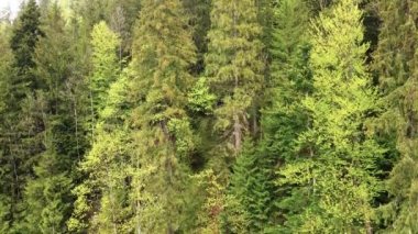 Spruce Ormanı. Karpat Dağları. Ukrayna. Havadan.