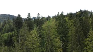 Spruce Ormanı. Karpat Dağları. Ukrayna. Havadan.