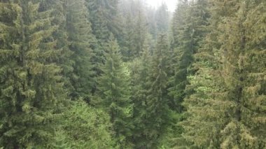 Spruce Ormanı. Karpat Dağları. Ukrayna. Havadan.