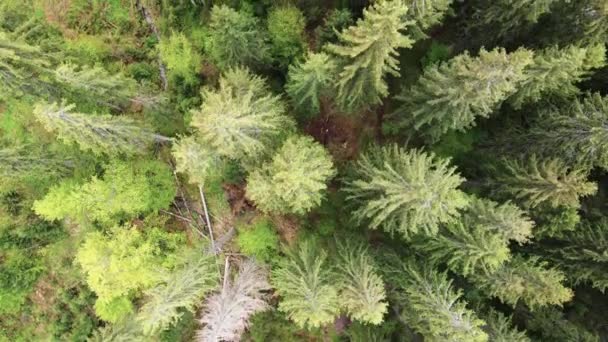 Een sparrenbos. Karpaten. Oekraïne. Luchtfoto. — Stockvideo