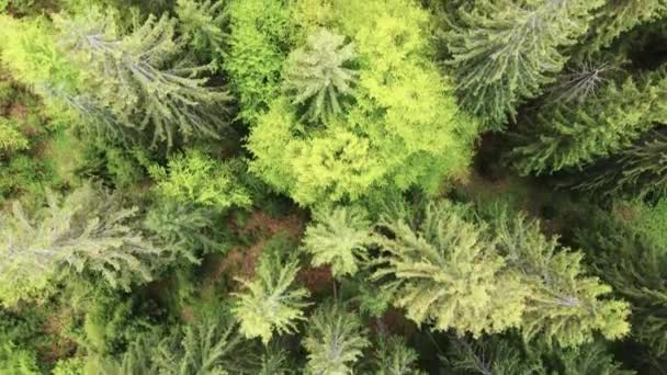 Forêt d'épinettes. Les montagnes des Carpates. Ukraine. Aérien .