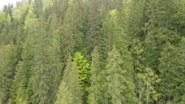 Bosque de abeto. Montañas Cárpatas. Ucrania. Antena . — Vídeo de stock