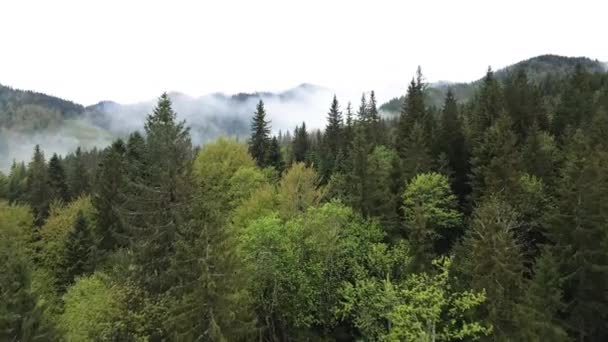 Forêt d'épinettes. Les montagnes des Carpates. Ukraine. Aérien . — Video