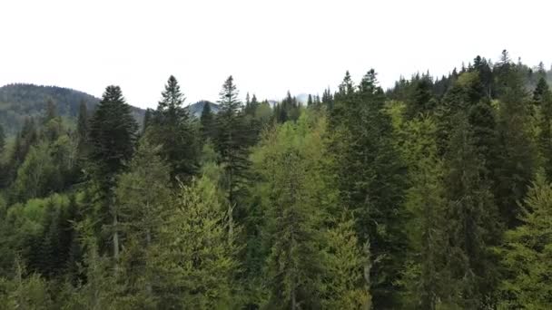 Forêt d'épinettes. Les montagnes des Carpates. Ukraine. Aérien .