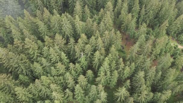 Een sparrenbos. Karpaten. Oekraïne. Luchtfoto. — Stockvideo