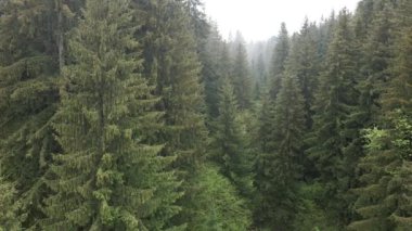 Spruce Ormanı. Karpat Dağları. Ukrayna. Havadan.