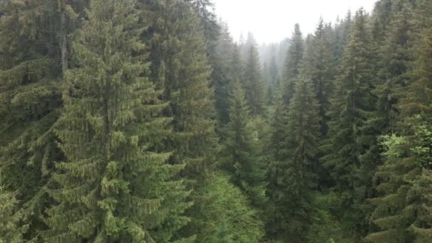 スプルースの森。カルパチア山脈。ウクライナだ。空中. — ストック動画