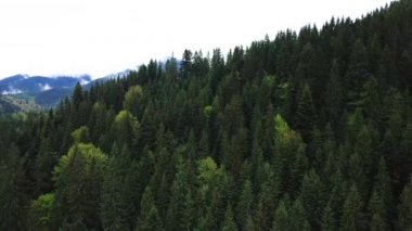 Spruce Ormanı. Karpat Dağları. Ukrayna. Havadan.
