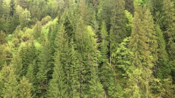 Floresta de abetos. Montanhas Cárpatas. Ucrânia. Aviação . — Vídeo de Stock