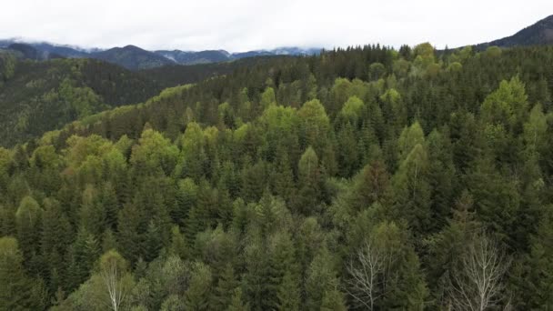 Spruce Ormanı. Karpat Dağları. Ukrayna. Havadan. — Stok video