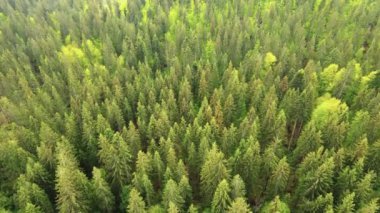 Spruce Ormanı. Karpat Dağları. Ukrayna. Havadan.
