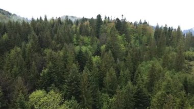 Spruce Ormanı. Karpat Dağları. Ukrayna. Havadan.