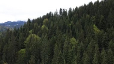 Karpat Dağları 'nın manzarası. Ağır çekim. Ukrayna. Havadan