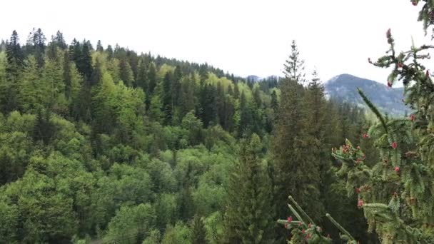 森の中で発芽。カルパチア山脈。スローモーション。ウクライナだ。空中. — ストック動画